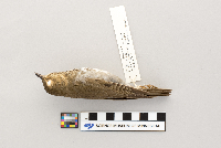 Catharus ustulatus image