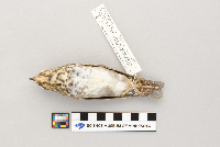 Catharus ustulatus image