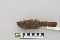 Passerella iliaca image