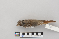 Passerella iliaca image
