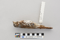 Passerella iliaca image