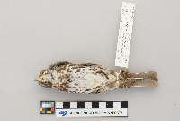 Passerella iliaca image