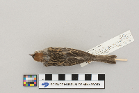 Spizella passerina image