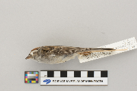 Spizella passerina image