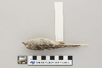 Spizella passerina image