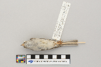 Spizella passerina image
