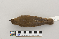 Catharus fuscescens image