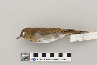 Catharus fuscescens image