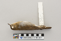 Catharus fuscescens image