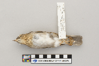 Catharus fuscescens image