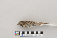 Melospiza melodia image
