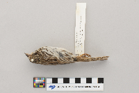 Melospiza melodia image