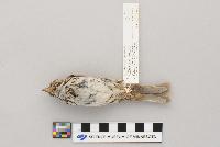 Melospiza melodia image