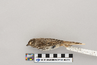 Melospiza melodia image