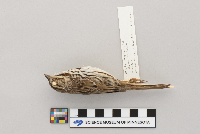 Melospiza melodia image