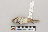 Melospiza melodia image