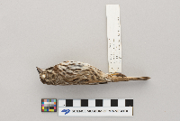 Melospiza melodia image