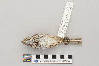 Melospiza melodia image