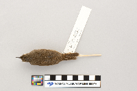 Troglodytes aedon image