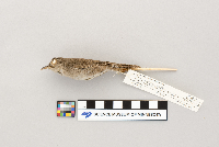 Troglodytes aedon image