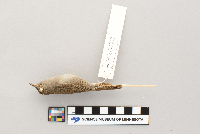 Troglodytes aedon image