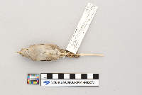 Troglodytes aedon image