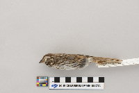 Melospiza melodia image