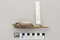 Melospiza melodia image