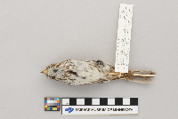 Melospiza melodia image