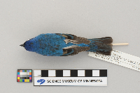 Passerina cyanea image
