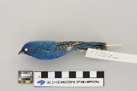Passerina cyanea image