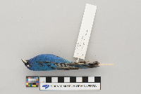 Passerina cyanea image