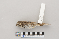 Melospiza melodia image