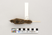 Cistothorus platensis image
