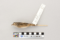 Cistothorus platensis image