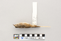 Cistothorus platensis image
