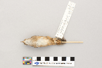 Cistothorus platensis image
