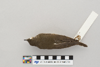 Catharus minimus image