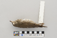 Catharus minimus image