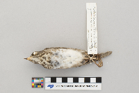 Catharus minimus image