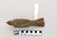 thumbnail image of current specimen