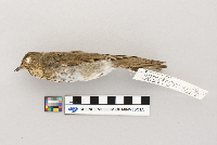 thumbnail image of current specimen