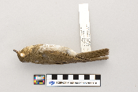 thumbnail image of current specimen