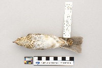thumbnail image of current specimen