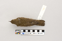 Catharus ustulatus image