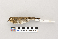 Catharus ustulatus image