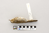 Catharus ustulatus image