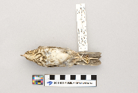Catharus ustulatus image