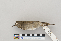 Catharus minimus image