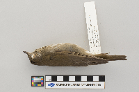 Catharus minimus image